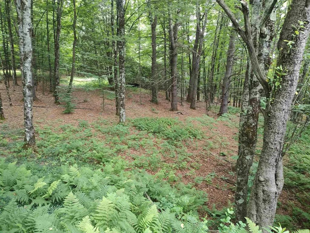 801 Harlow Hill Randolph VT 05060