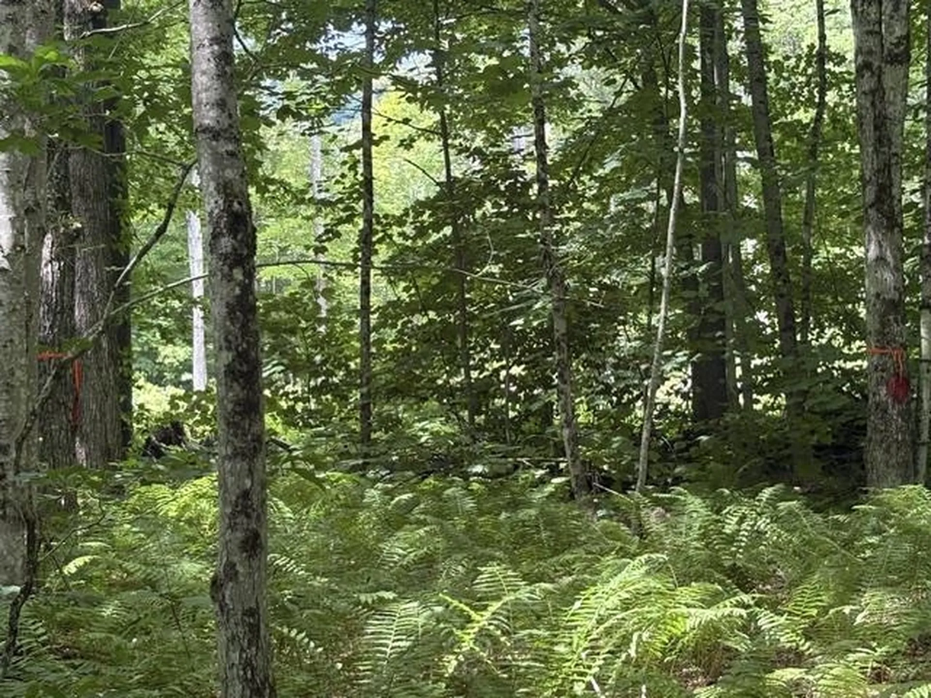 Lot 76-20-1 Sheridan Road Moultonborough NH 03254