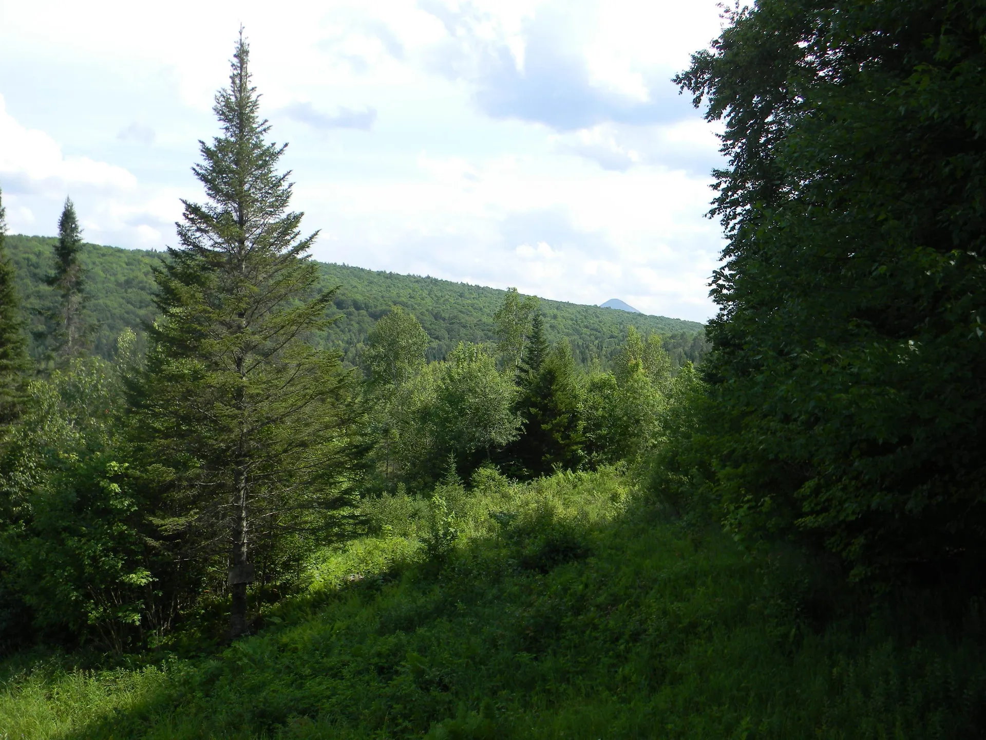 24 Nash Stream Road Odell NH 03582