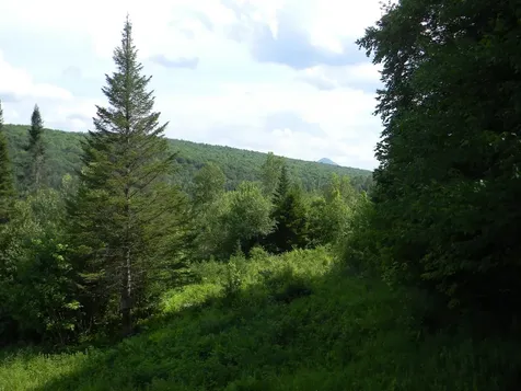 24 Nash Stream Road Odell NH 03582