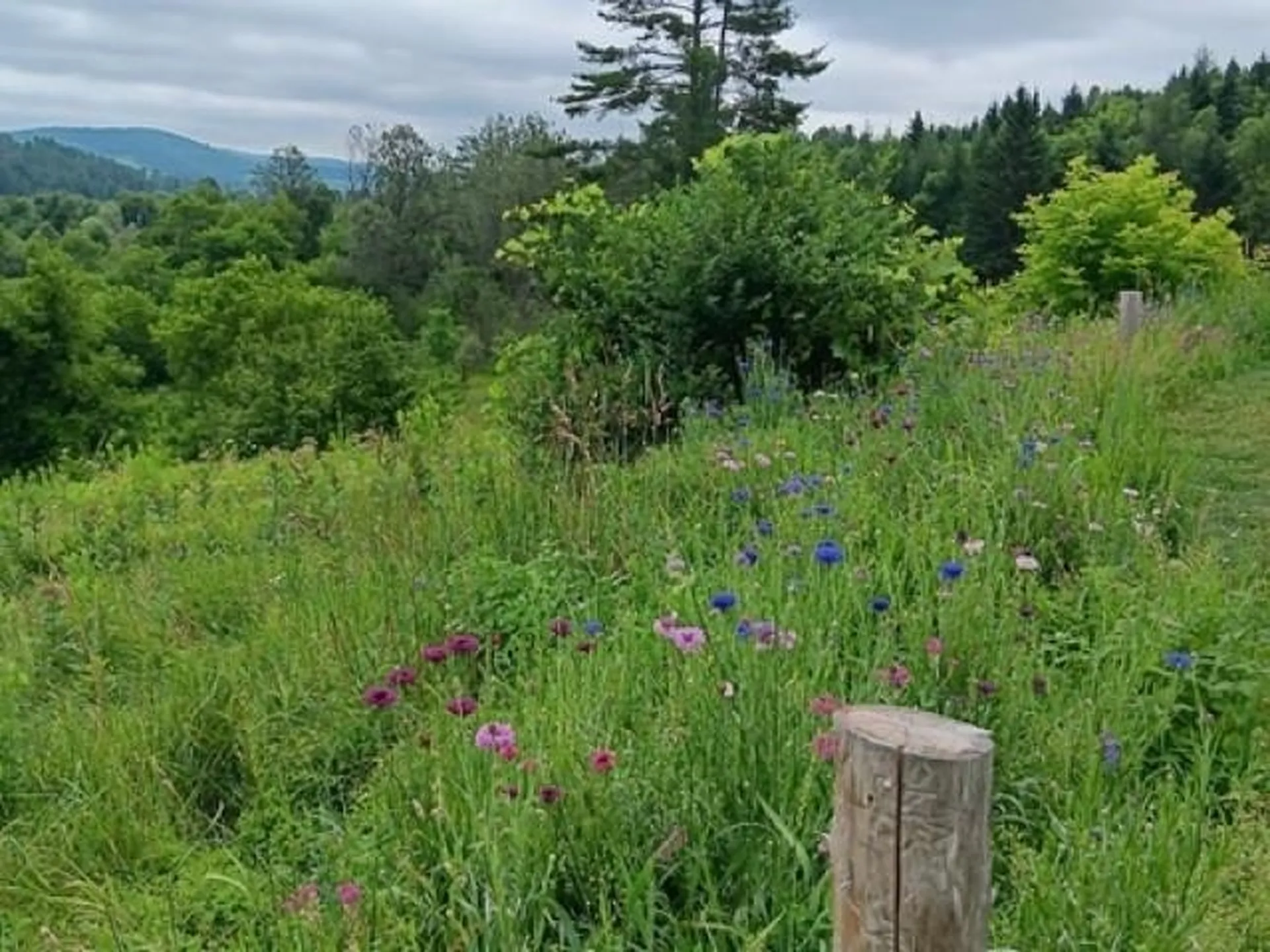 1362 Vail Drive Lyndon VT 05851