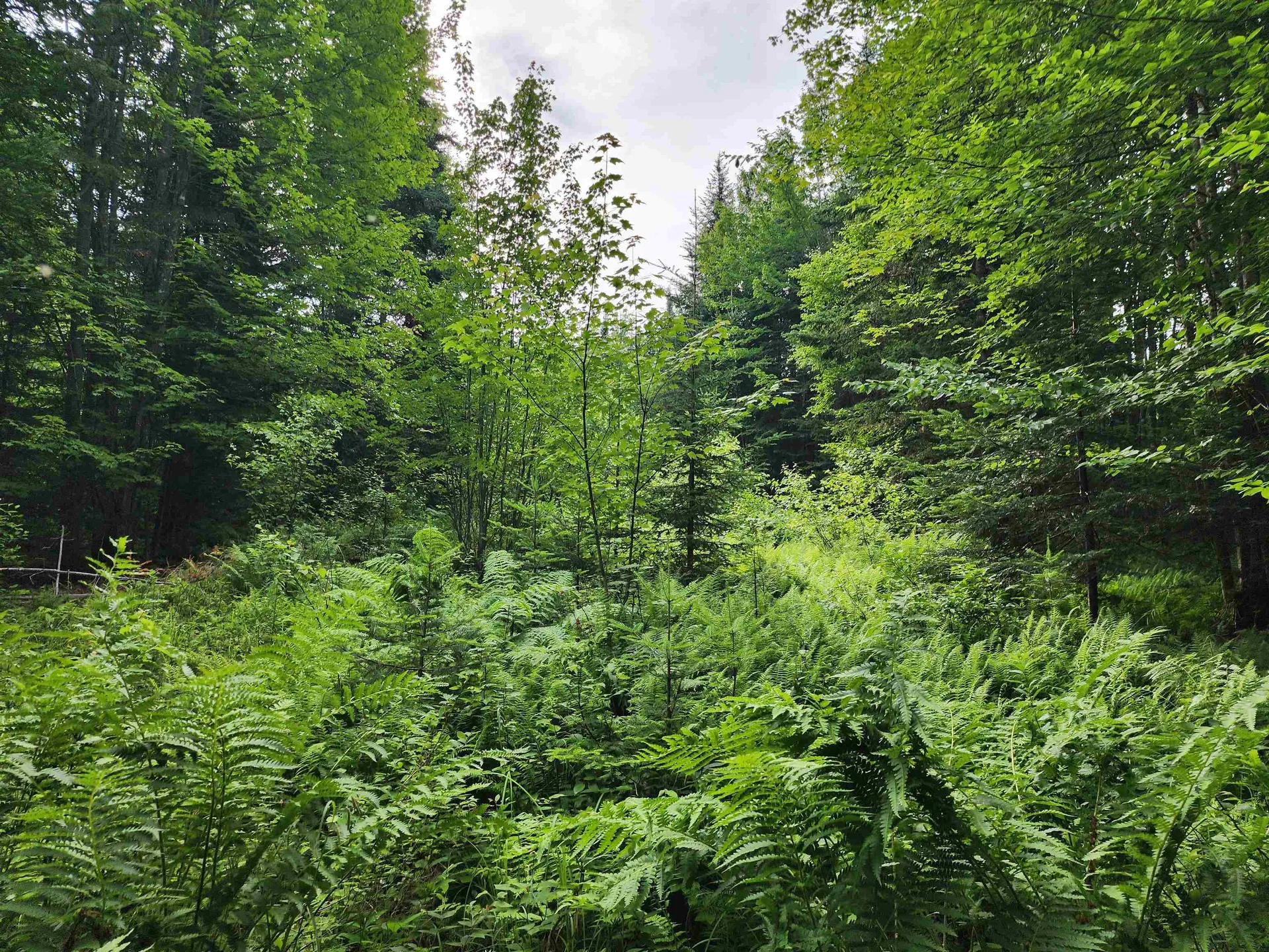 Lot 3 North Mountain Pond Road Errol NH 03579