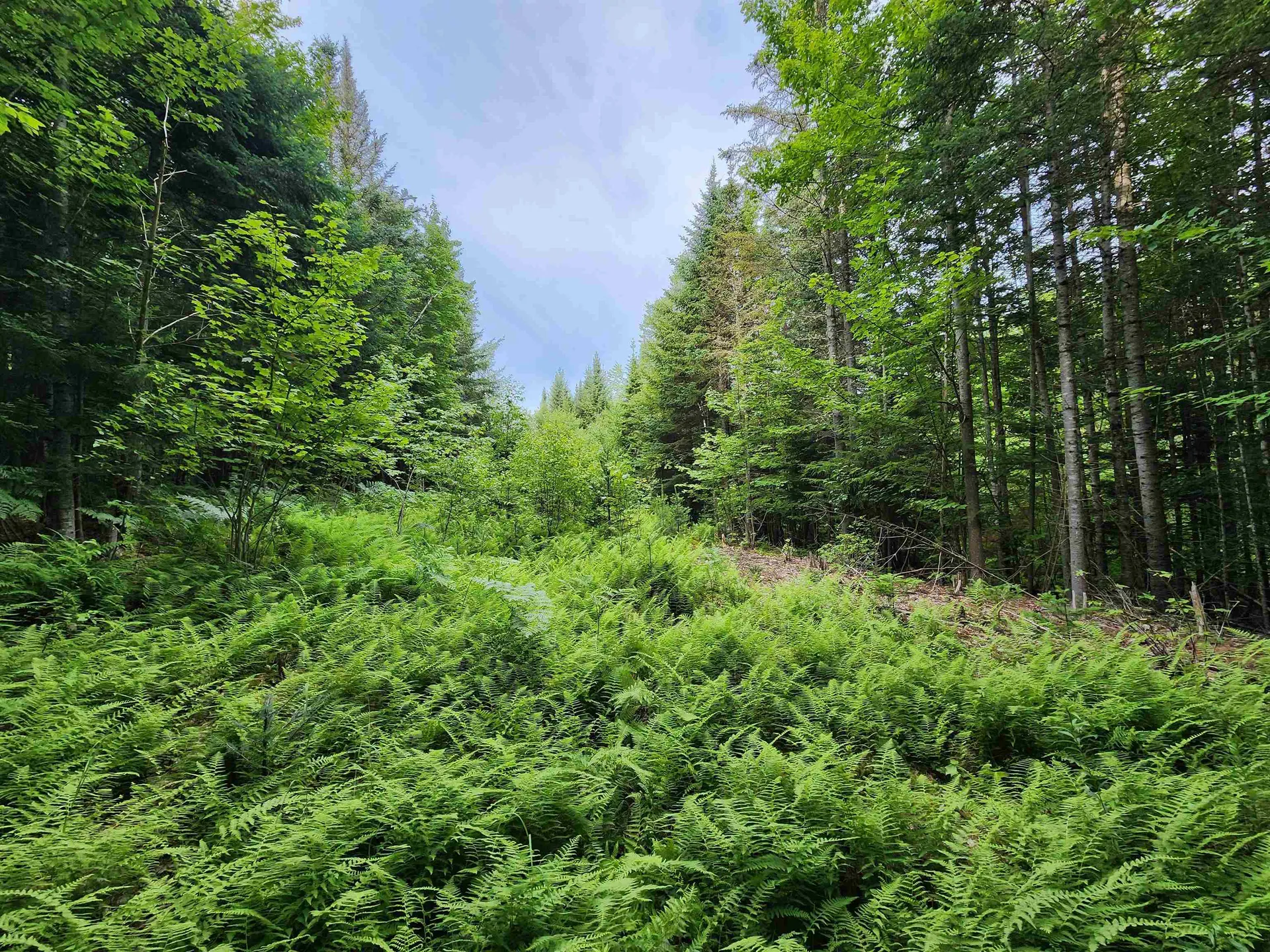 Lot 3 North Mountain Pond Road Errol NH 03579