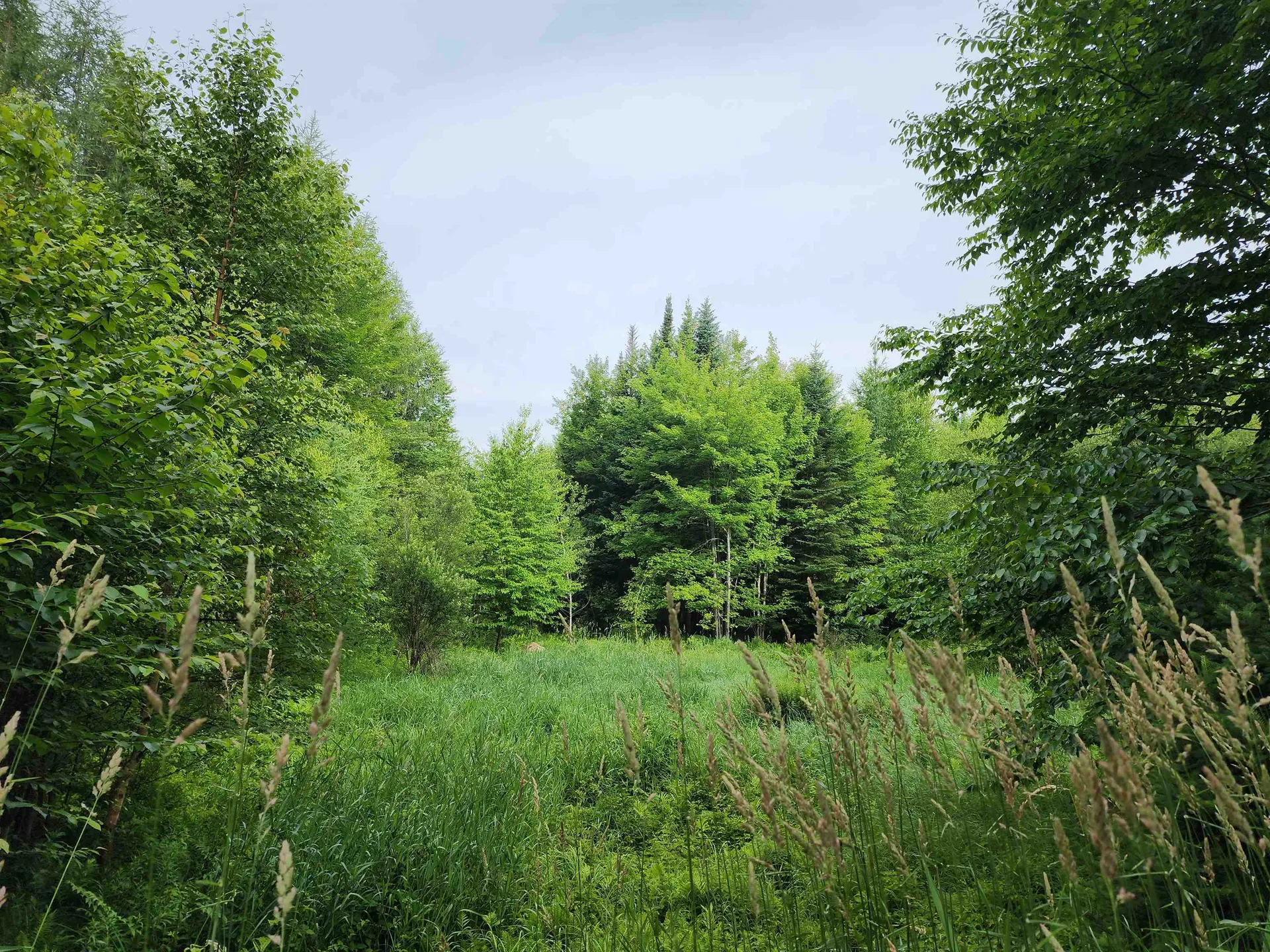 Lot 3 North Mountain Pond Road Errol NH 03579