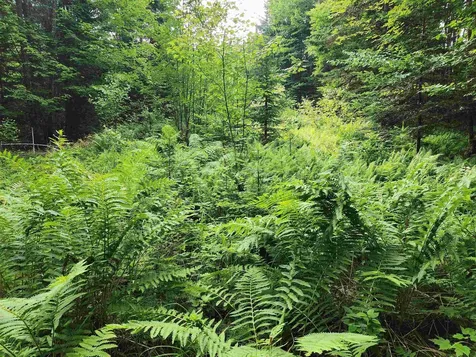 Lot 3 North Mountain Pond Road Errol NH 03579