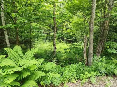 Lot 3 North Mountain Pond Road Errol NH 03579
