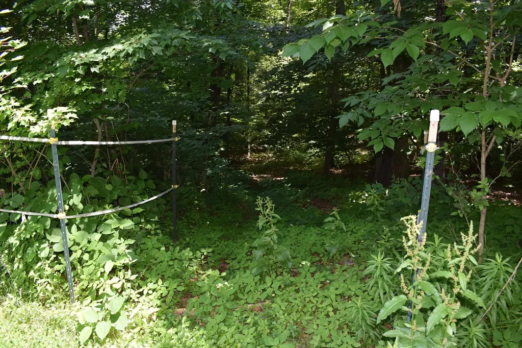 1 Whitneys Cove Derry NH 03038