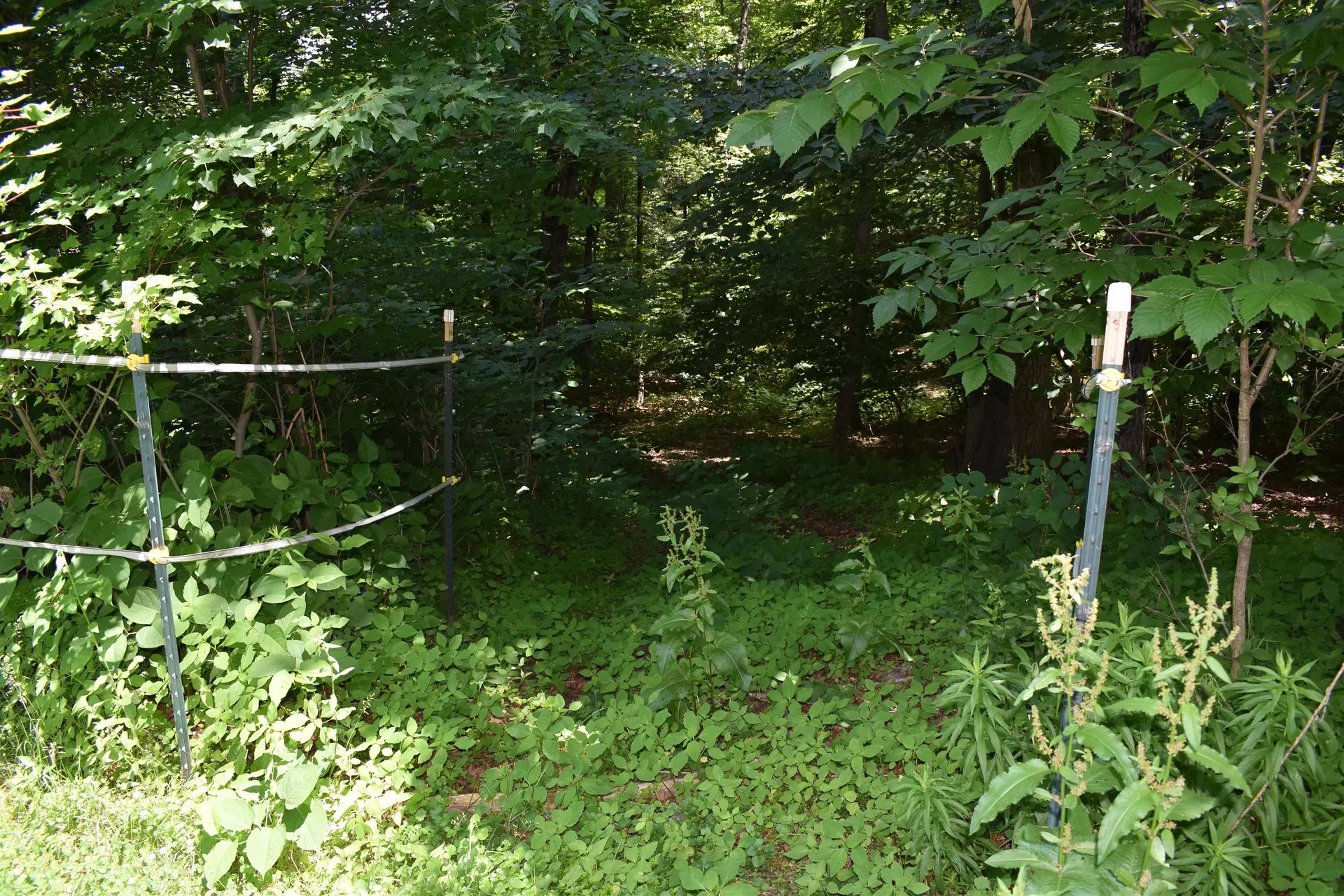 1 Whitneys Cove Derry NH 03038