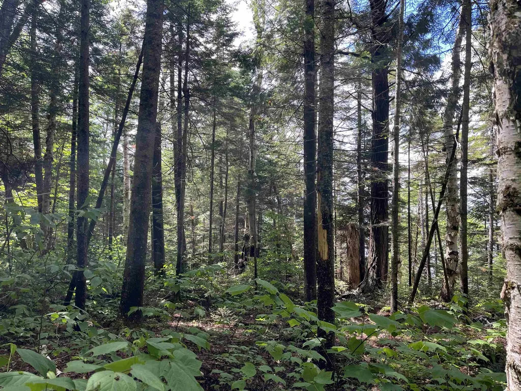 248 Cowan Road Averill VT 05901