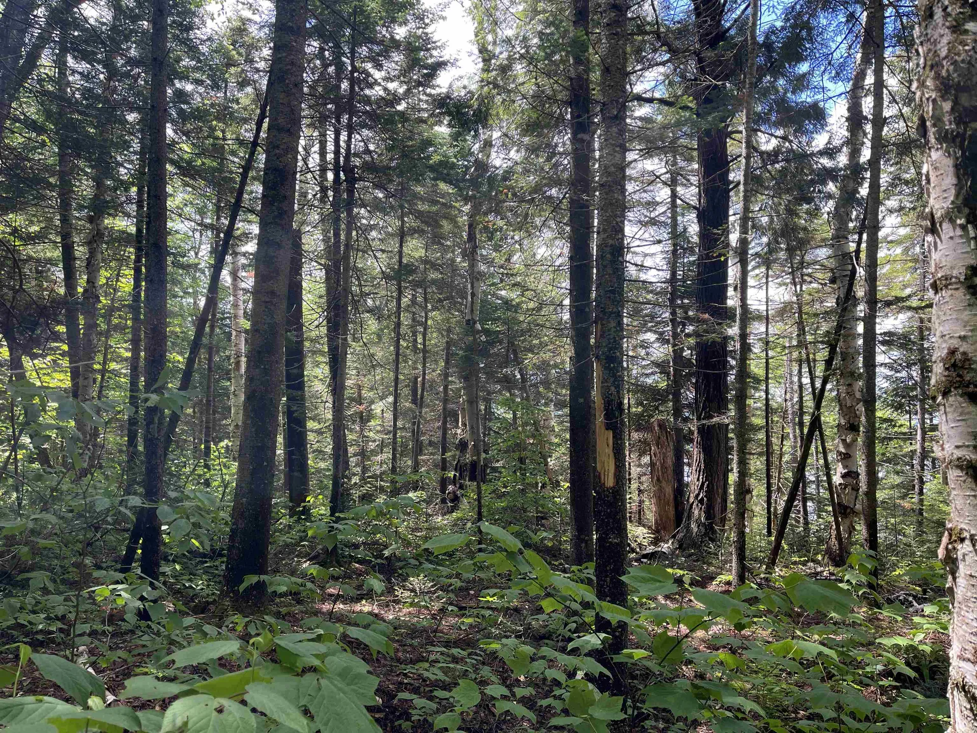 248 Cowan Road Averill VT 05901