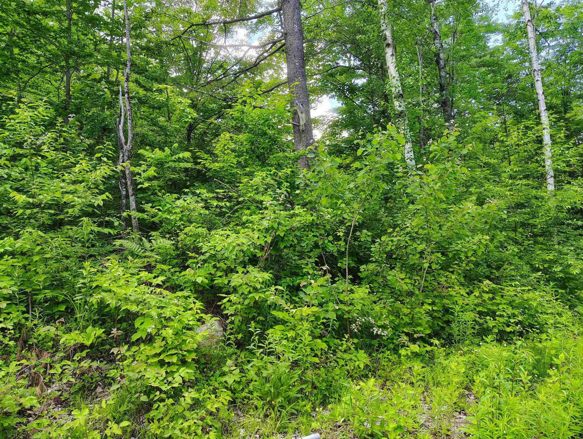 12 Frescoln Road Wentworth NH 03282
