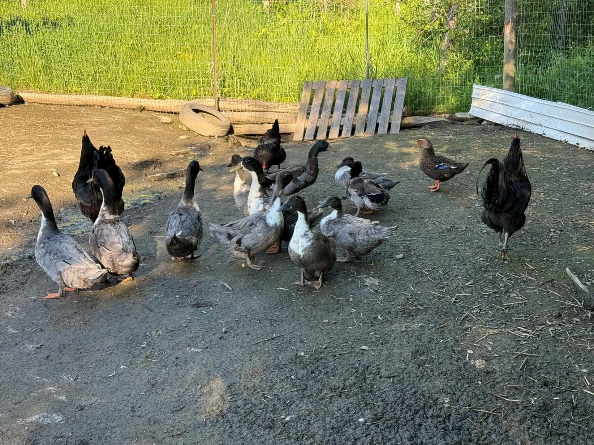 785 Duffy Hill Road Enosburg VT 05450