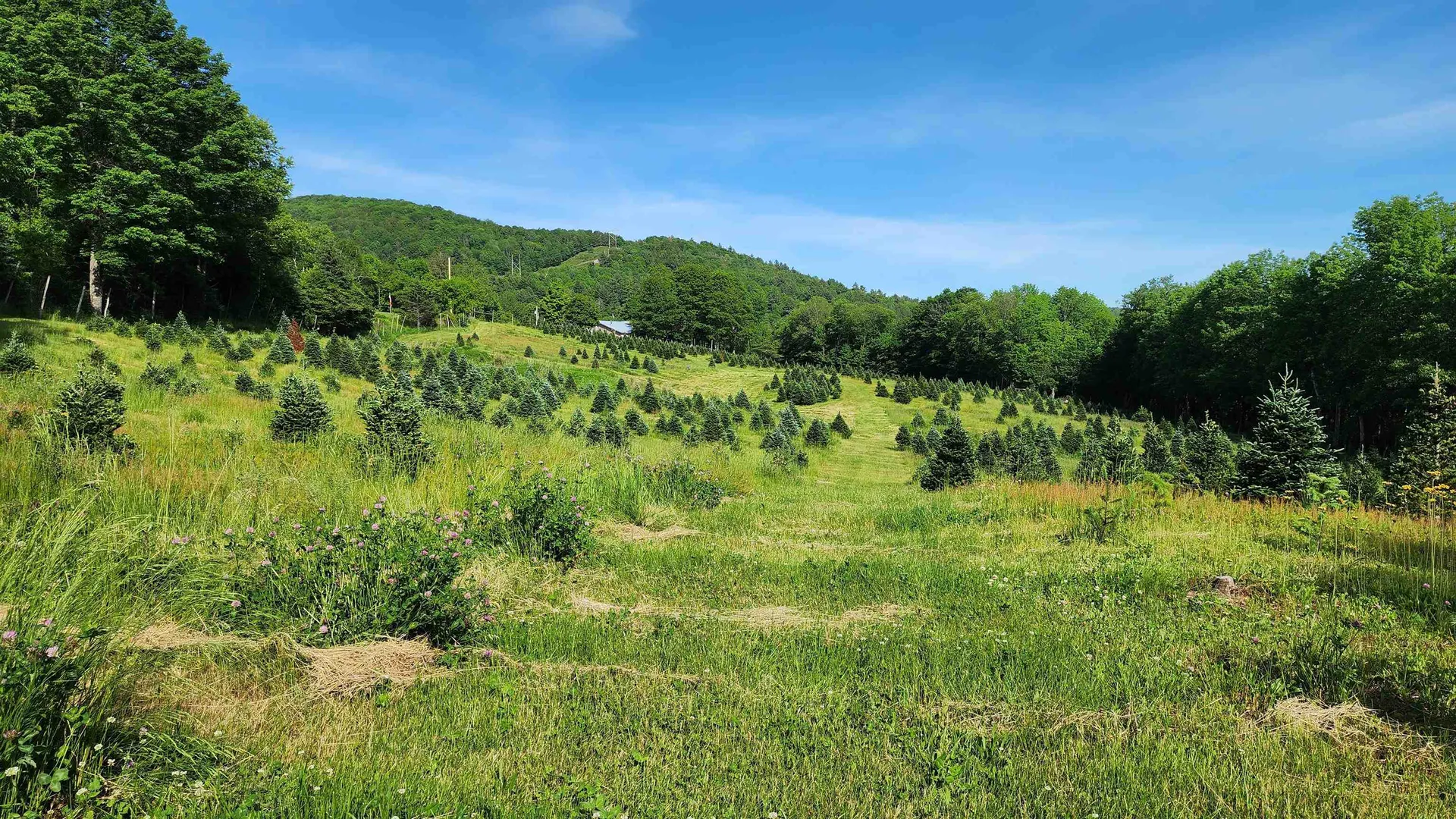 97 Stewart Lane Shrewsbury VT 05738