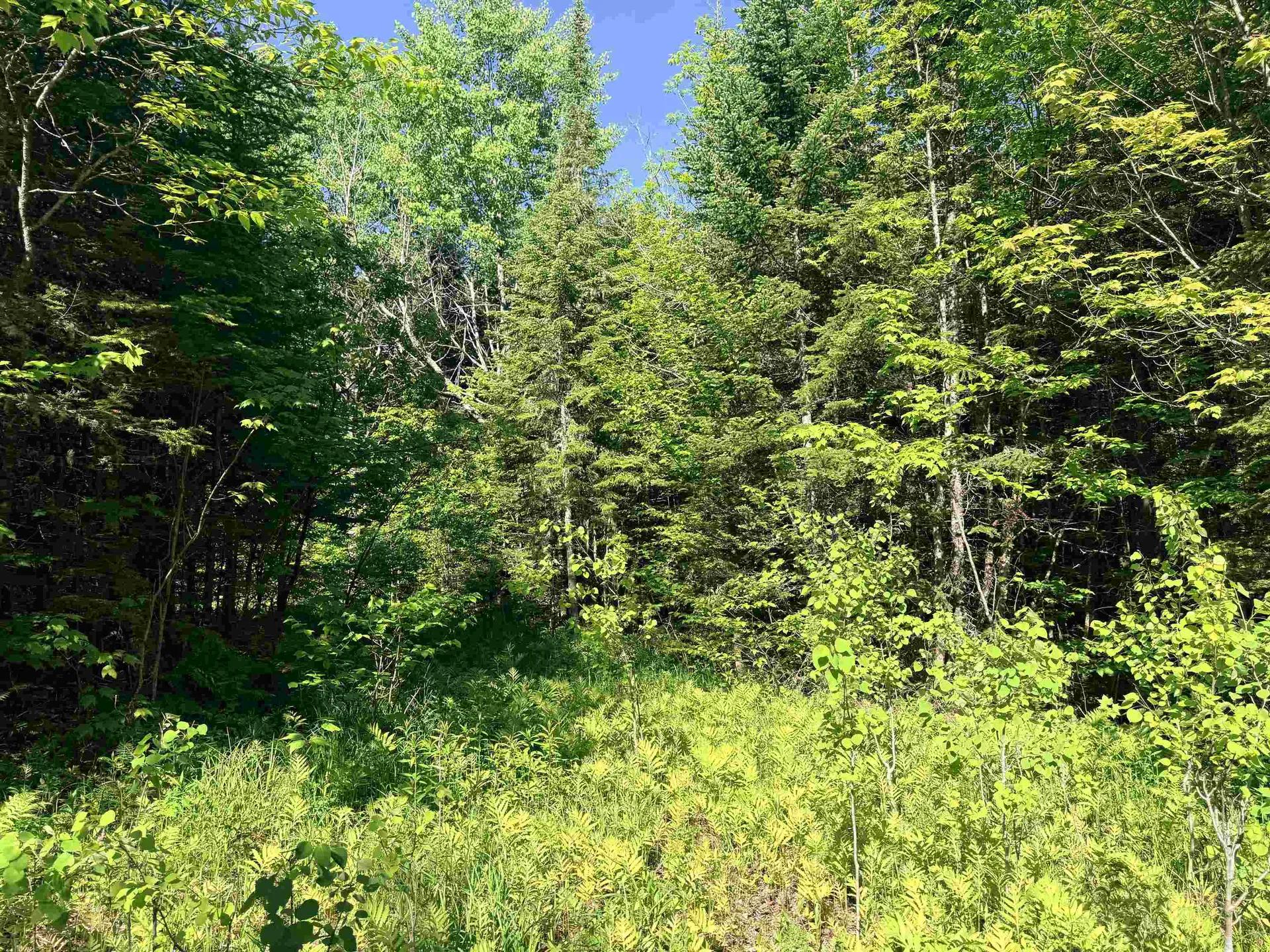 00 Tug Mountain Road Lunenburg VT 05906