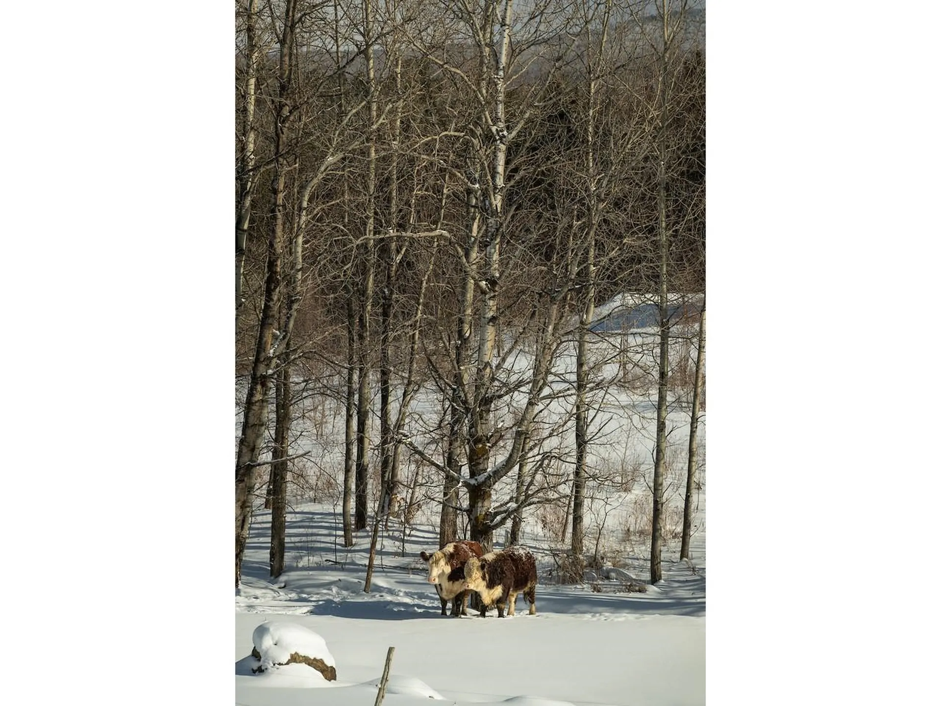 Lot 4 Weaver Road Huntington VT 05462