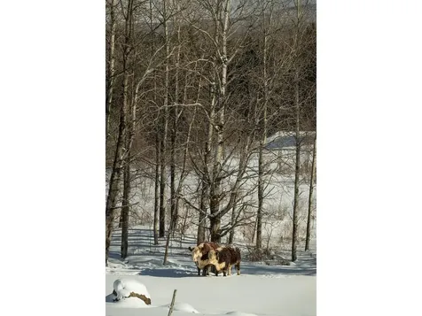 Lot 4 Weaver Road Huntington VT 05462