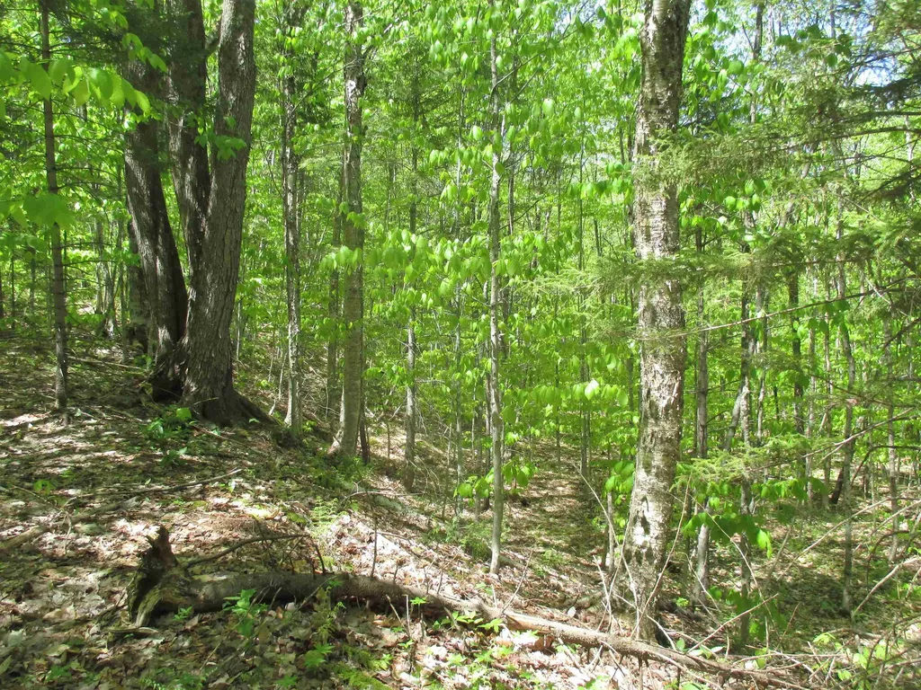 798 Ballground Road Westfield VT 05874