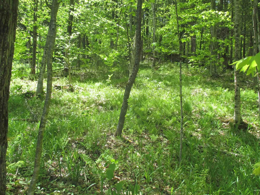 798 Ballground Road Westfield VT 05874