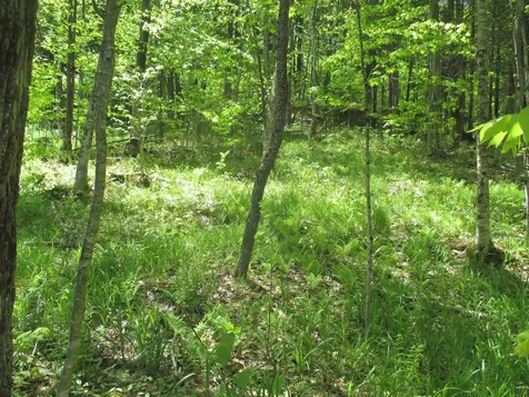 798 Ballground Road Westfield VT 05874