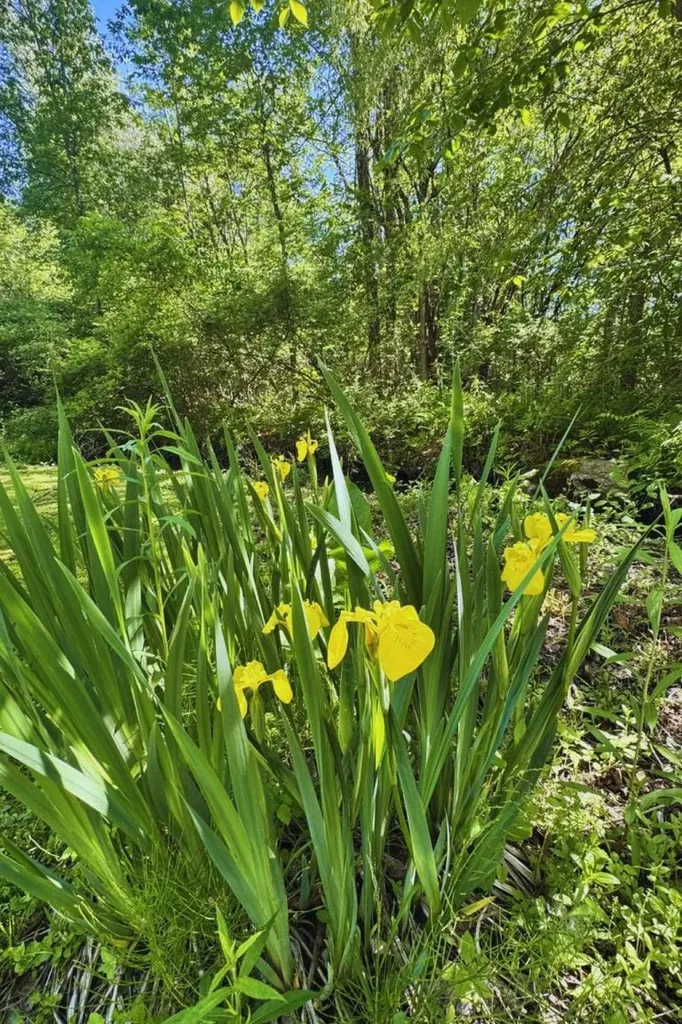 60 Lyman Drive Williston VT 05495
