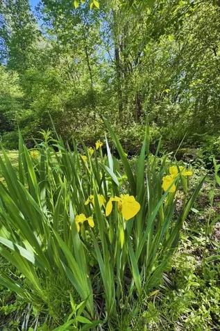 60 Lyman Drive Williston VT 05495