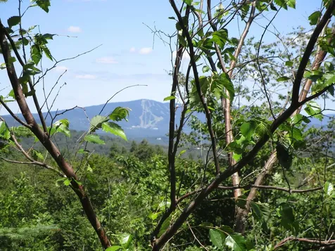 16 C Winterberry Heights Court Stratton VT 05155