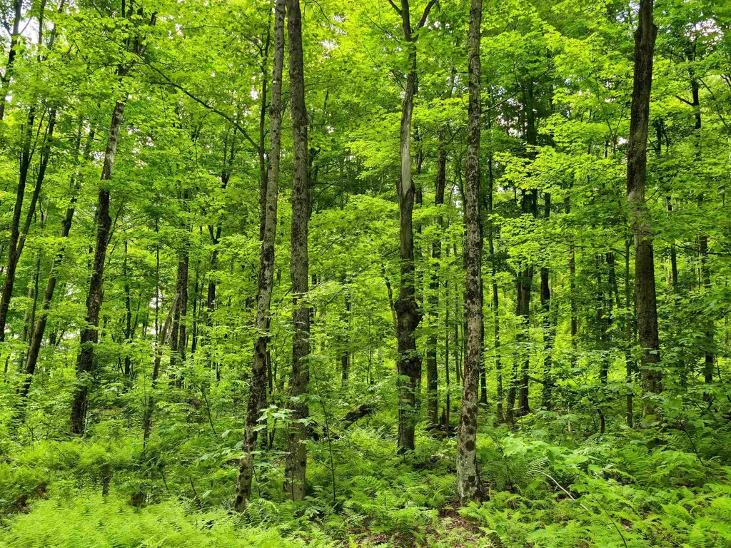 433 Wightman Hill Road Richford VT 05476