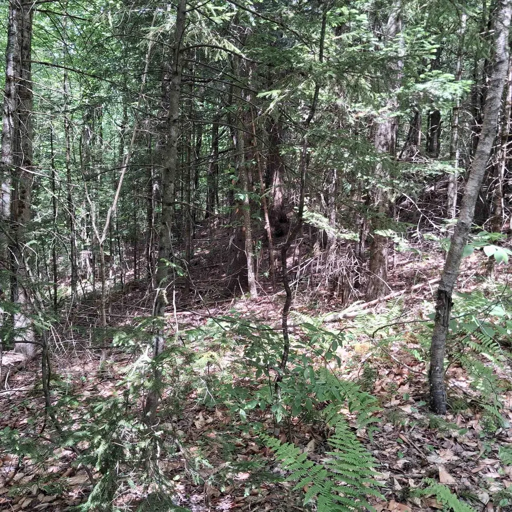 Lot 15 +37 Acre Spruce Lane Eden VT 05652