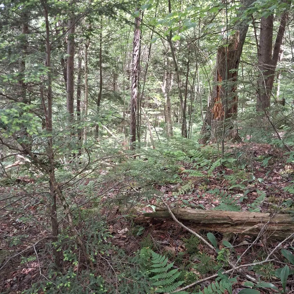 Lot 15 +37 Acre Spruce Lane Eden VT 05652