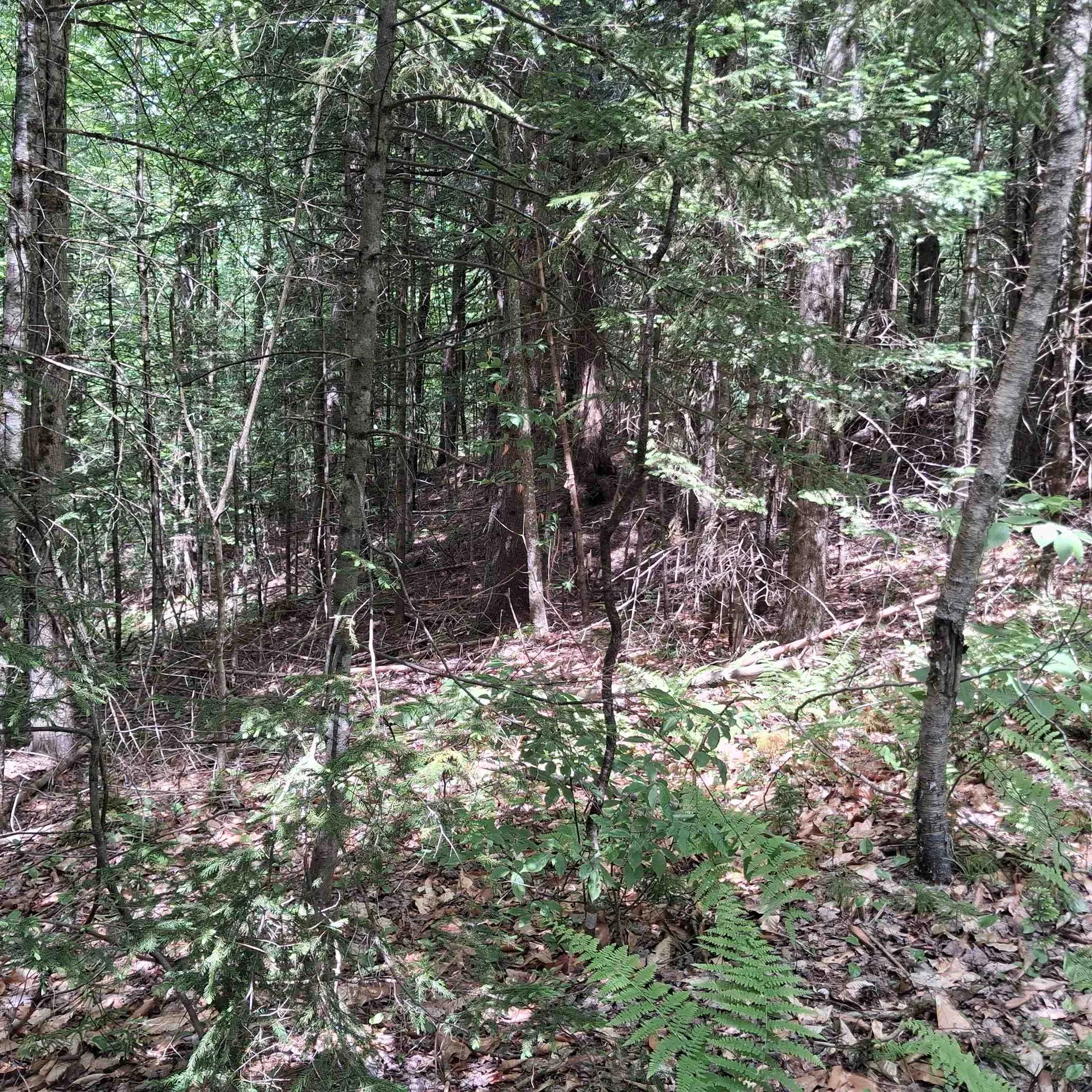 Lot 15 +37 Acre Spruce Lane Eden VT 05652