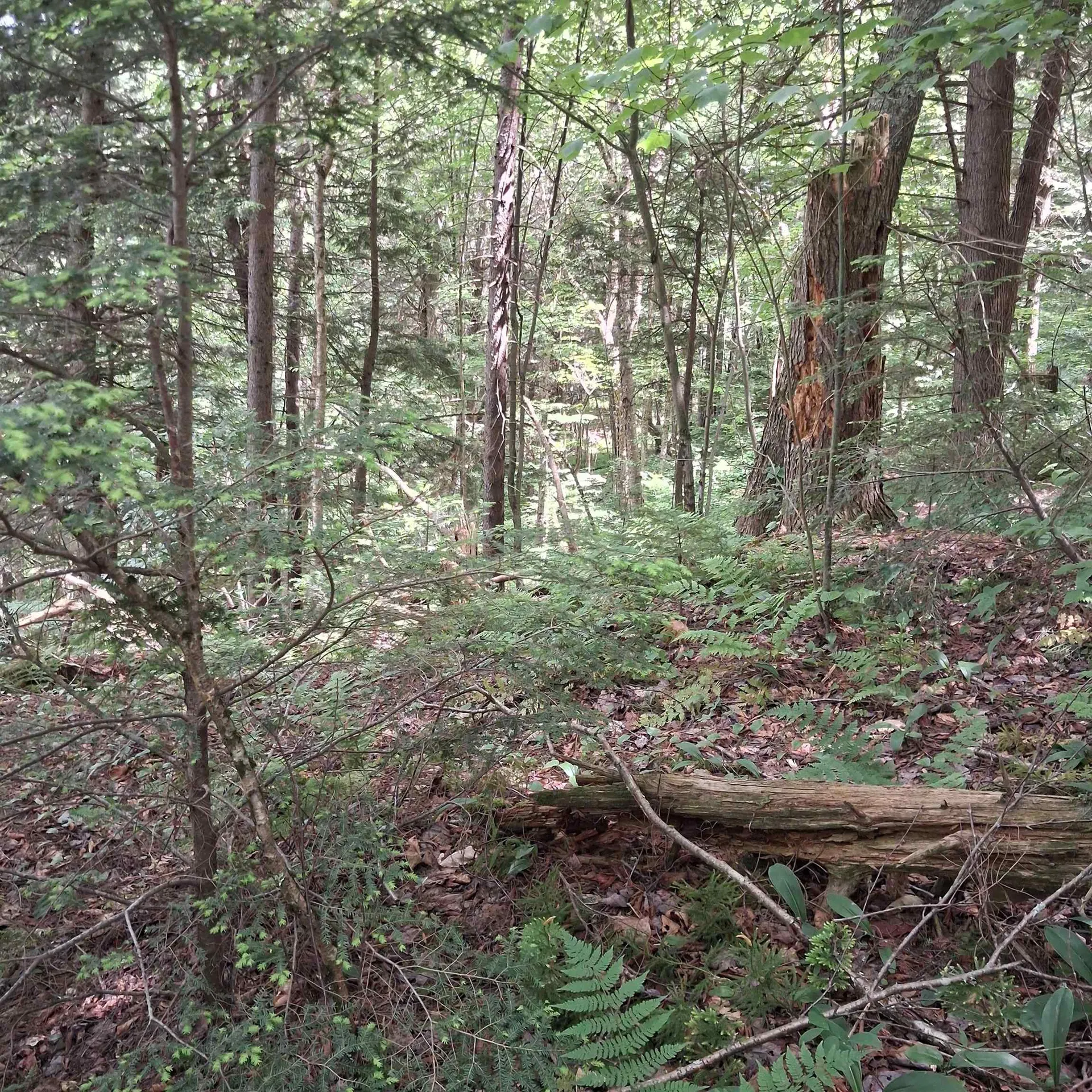 Lot 15 +37 Acre Spruce Lane Eden VT 05652