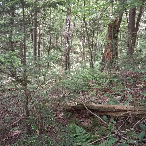 Lot 15 +37 Acre Spruce Lane Eden VT 05652