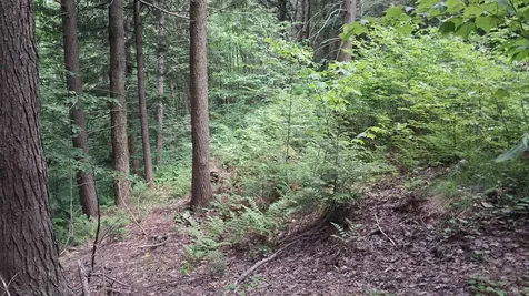Lot 15 +37 Acre Spruce Lane Eden VT 05652