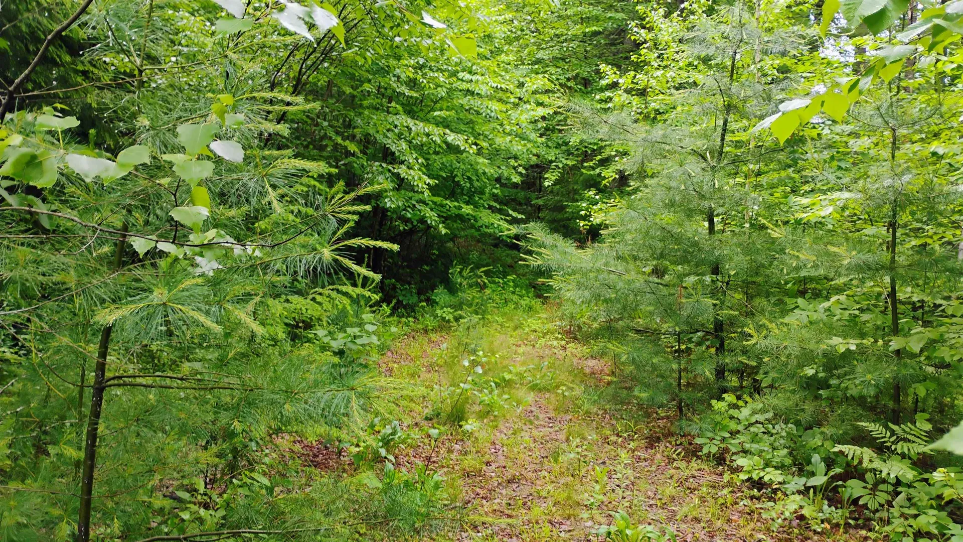 0 Grafton Turnpike Road Canaan NH 03741