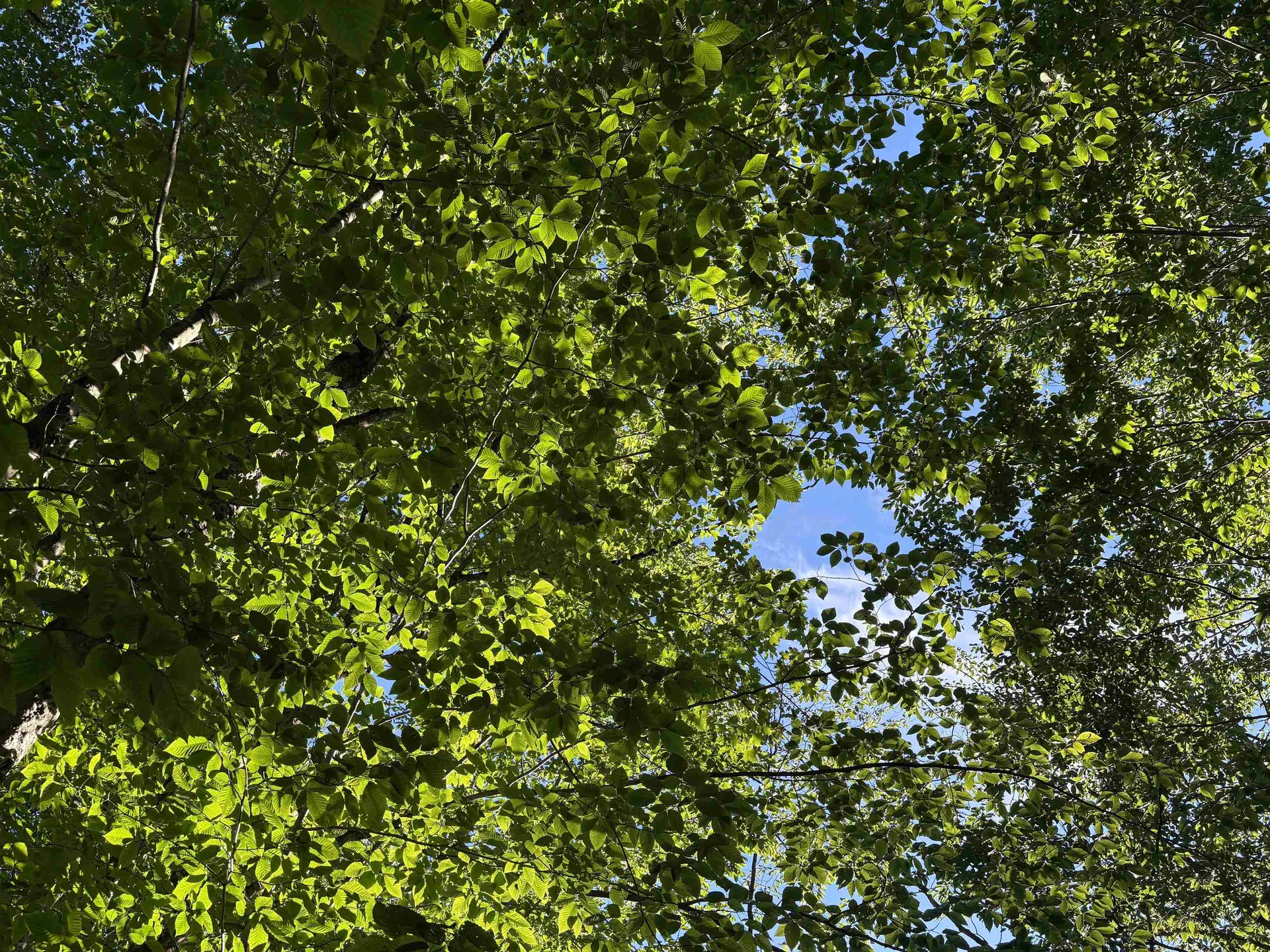 900 Wilderness Drive Burke VT 05832