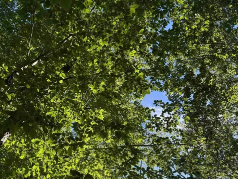 900 Wilderness Drive Burke VT 05832