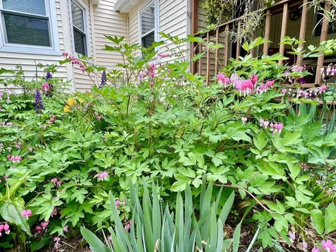 29 Spaulding Street Milford NH 03055