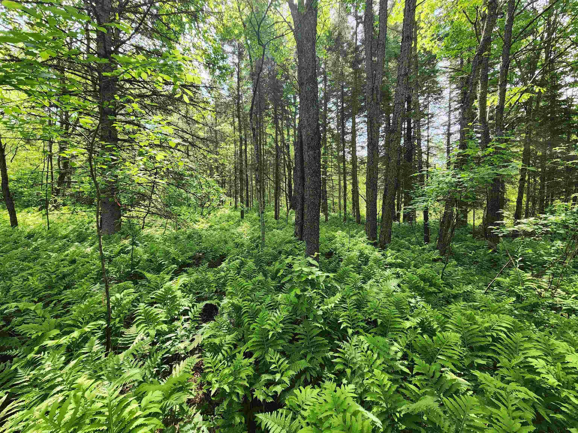 00 Boise Cascade Road Dummer NH 03579