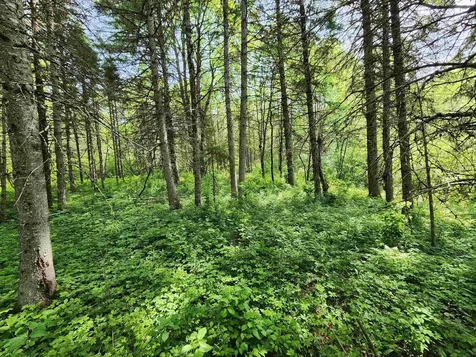 00 Boise Cascade Road Dummer NH 03579