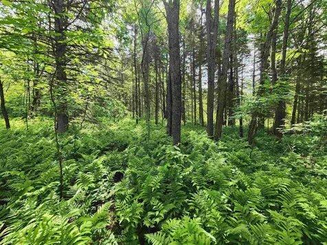 00 Boise Cascade Road Dummer NH 03579