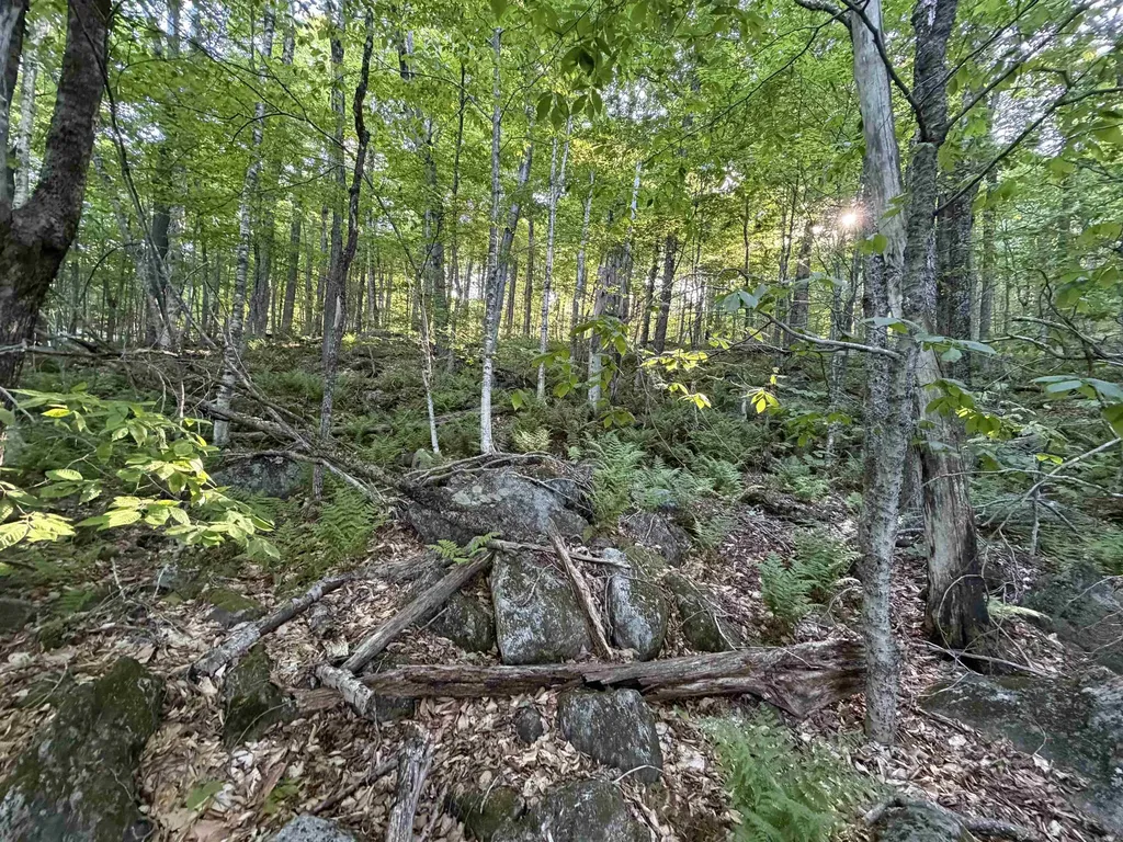 Scattered Timber Road Wilmington VT 05363