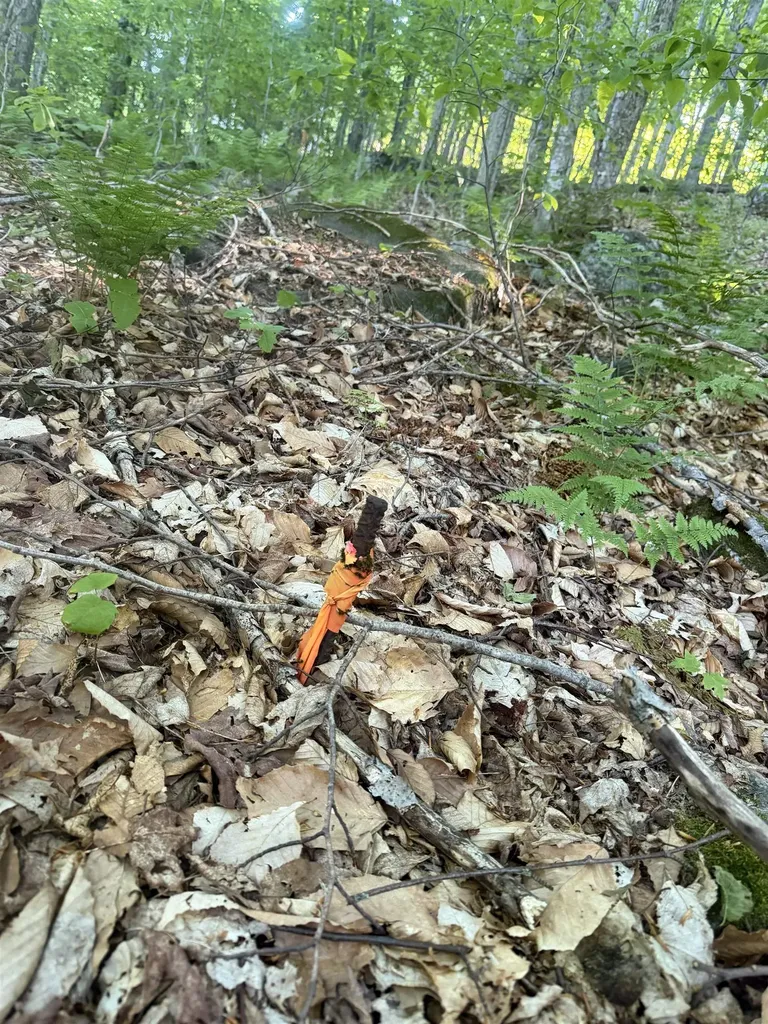 Scattered Timber Road Wilmington VT 05363
