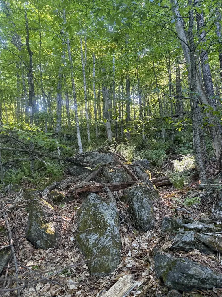 Scattered Timber Road Wilmington VT 05363