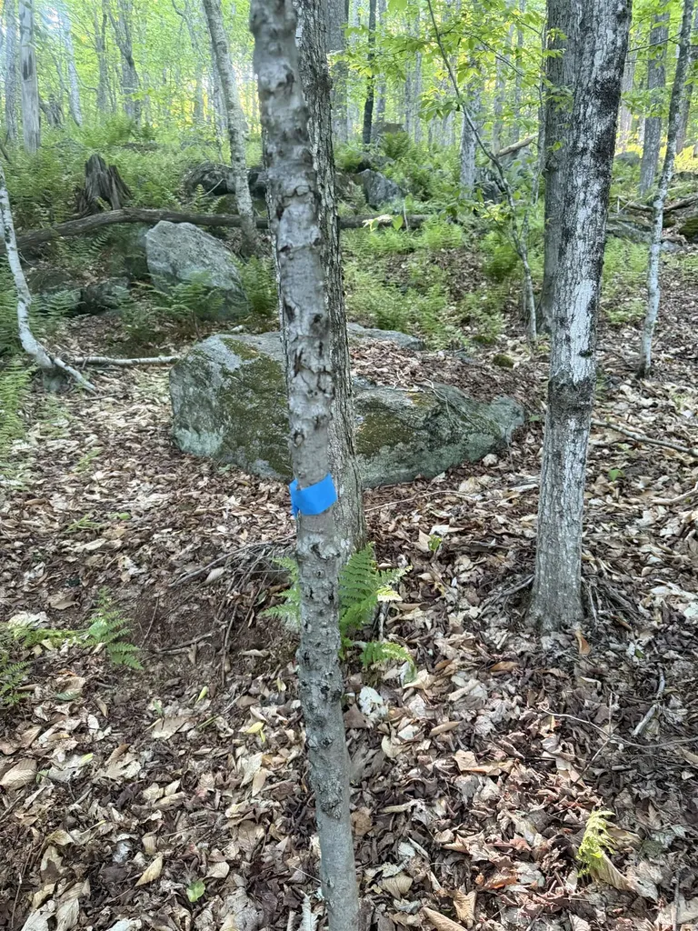 Scattered Timber Road Wilmington VT 05363