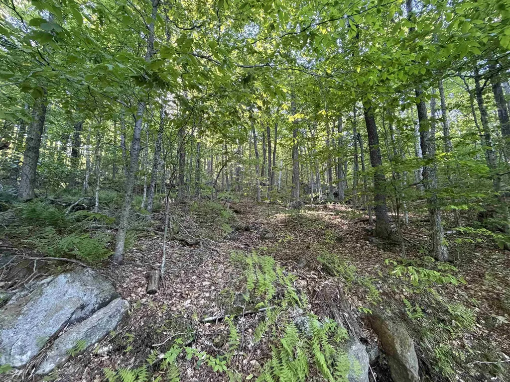 Scattered Timber Road Wilmington VT 05363