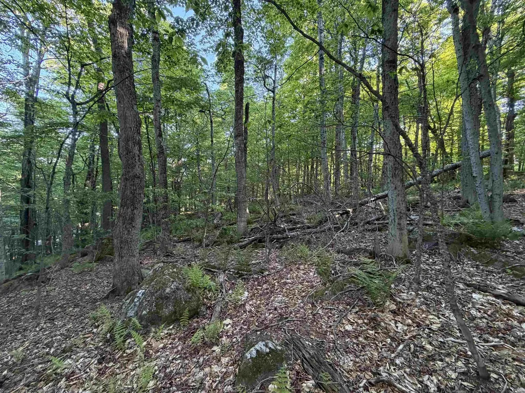Scattered Timber Road Wilmington VT 05363