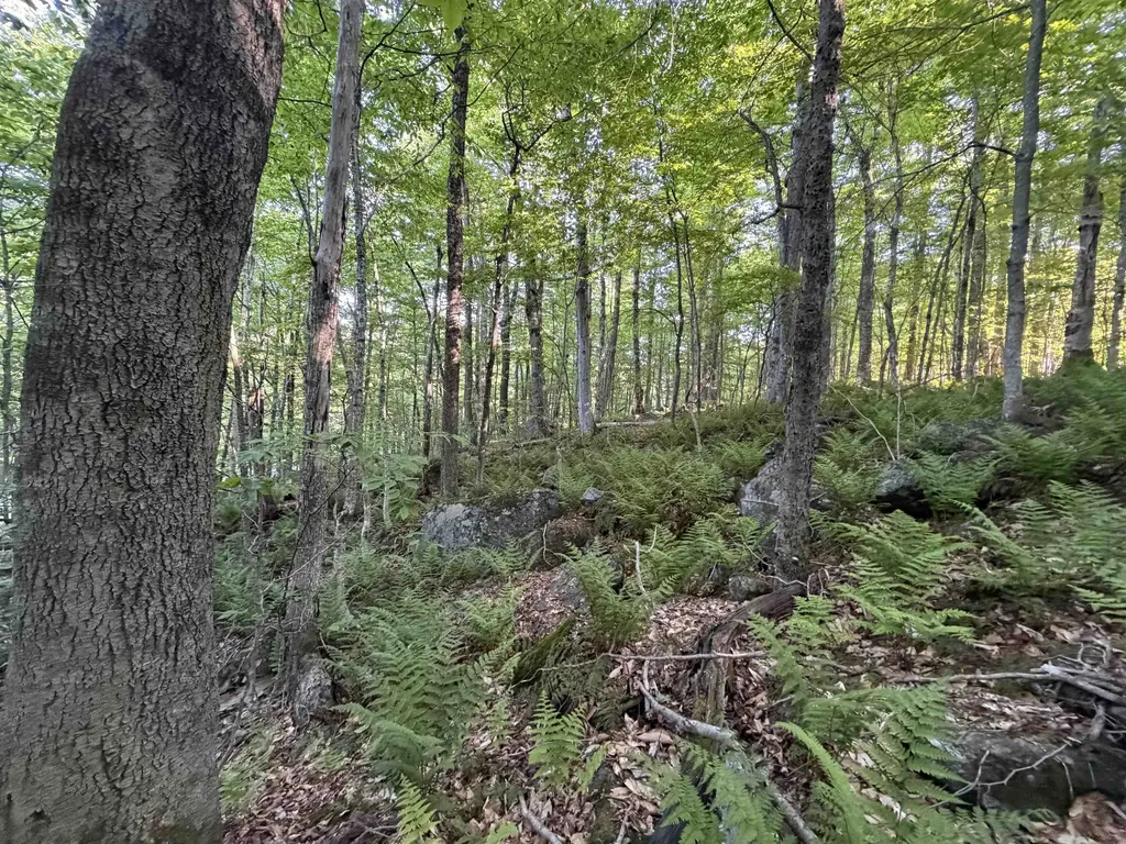 Scattered Timber Road Wilmington VT 05363