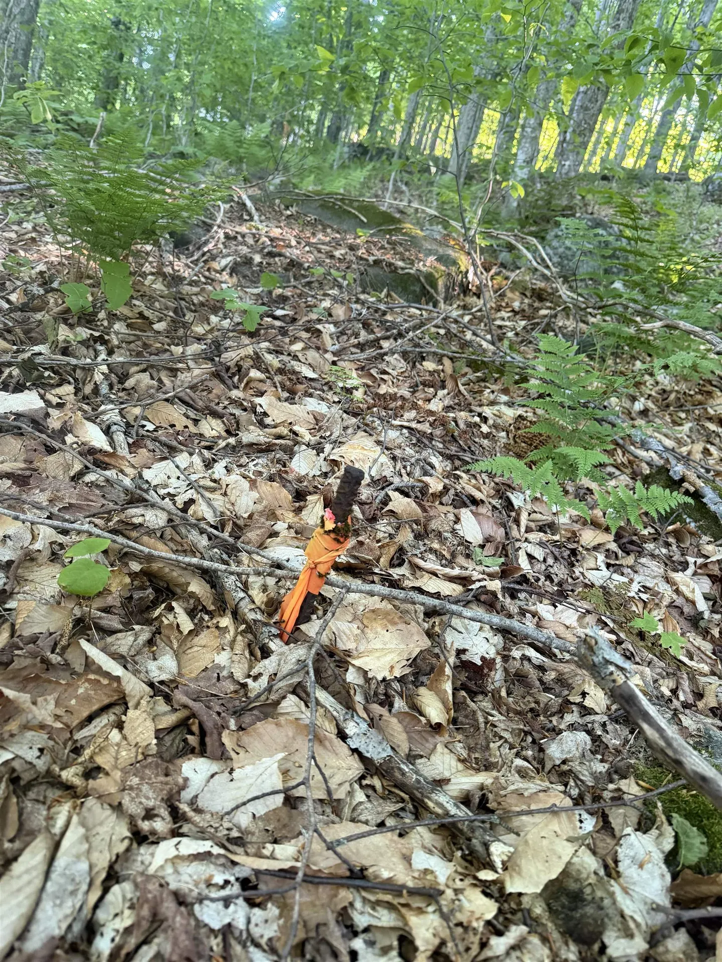 Scattered Timber Road Wilmington VT 05363