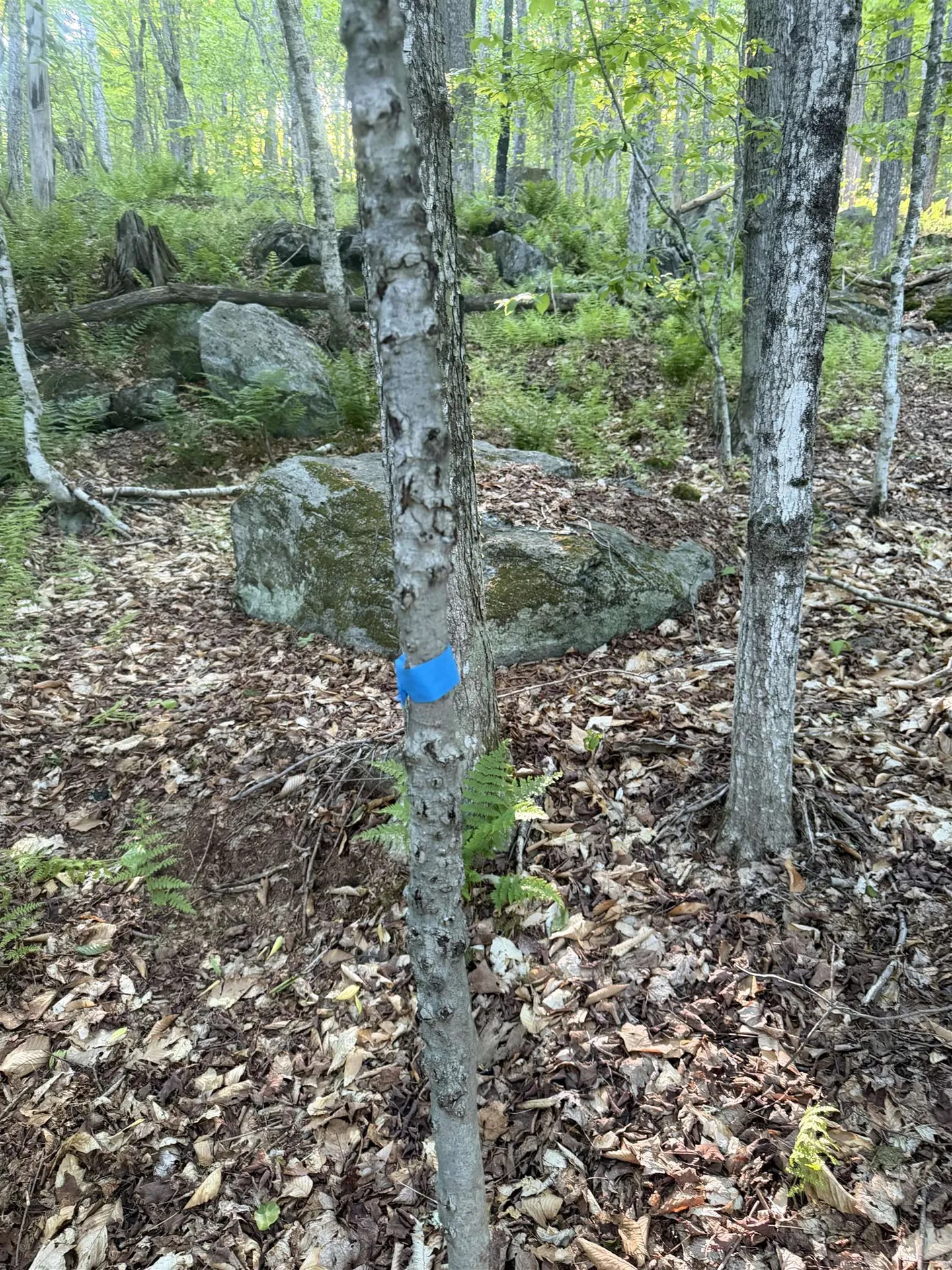 Scattered Timber Road Wilmington VT 05363