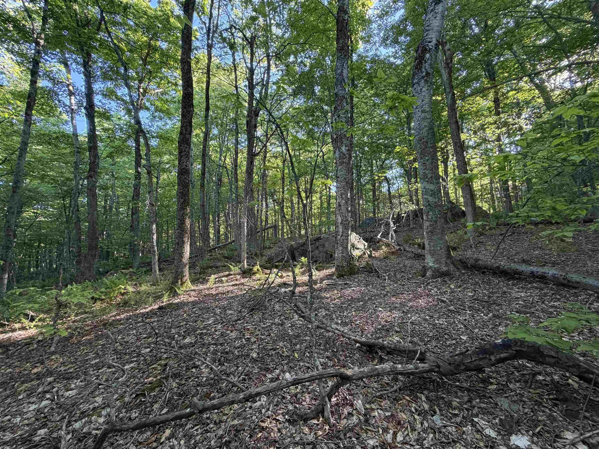 Scattered Timber Road Wilmington VT 05363